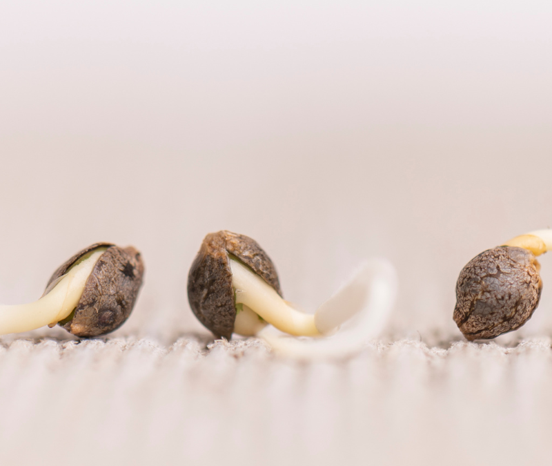 Unveiling the Green Elixir: Cannabis and its Benefits, Proper Usage, and Entertainment Exploration